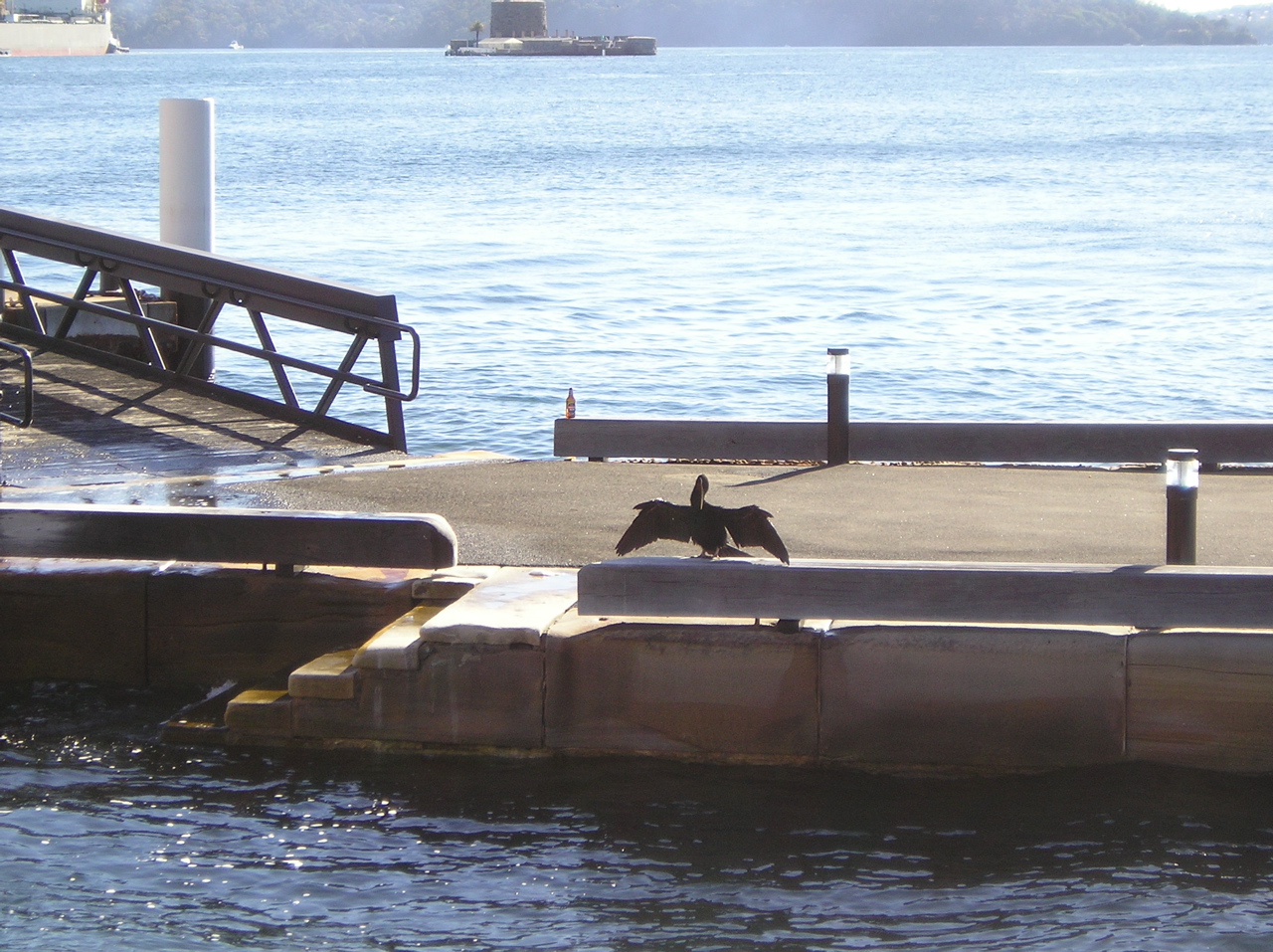 Comorant sunning itself